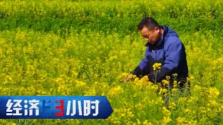 冰冻雨雪过后，春耕农户人更忙，油菜小麦长势较好收获可期 「经济半小时」20240423 | 财经风云