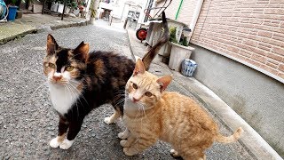 路地裏で出会った茶トラ猫と三毛猫が競うように甘えてくる
