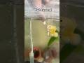 Hand feeding my Oscar fish #viralvideo #shorts #ytshorts