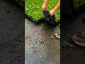 Cool Technique for Transplanting Plant Seedlings in Seedling Trays #shorts