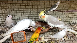 Sun conure and small conure food preparation தமிழ் #birds #birdslover #pets