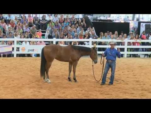 Balancing Your Horse with Warwick Schiller — Equitana
