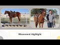 SOLD! MU As GoodAsset Gets – 2022 AQHA Gelding – Movement Highlight