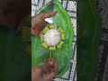 art#fruit#food#mosambi#simple mosambi flower carving#mosambi flower cutting style garnish#mosambiart