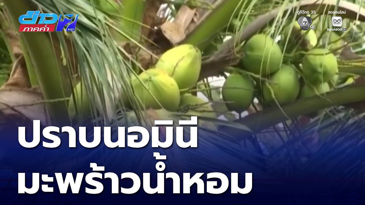 รายงานพิเศษ : จี้รัฐฯ ใช้ยาแรงปราบนอมินีมะพร้าวน้ำหอม | ข่าวภาคค่ำ