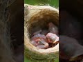 Indian Paradise Flycatcher Bird nest #birds #nest #nature