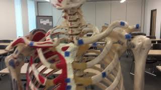 Lab #1 Shoulder Girdle Bony Landmarks