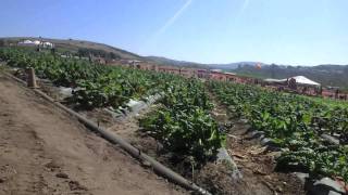 Tanaka Farms Pumpkin Patch 2011