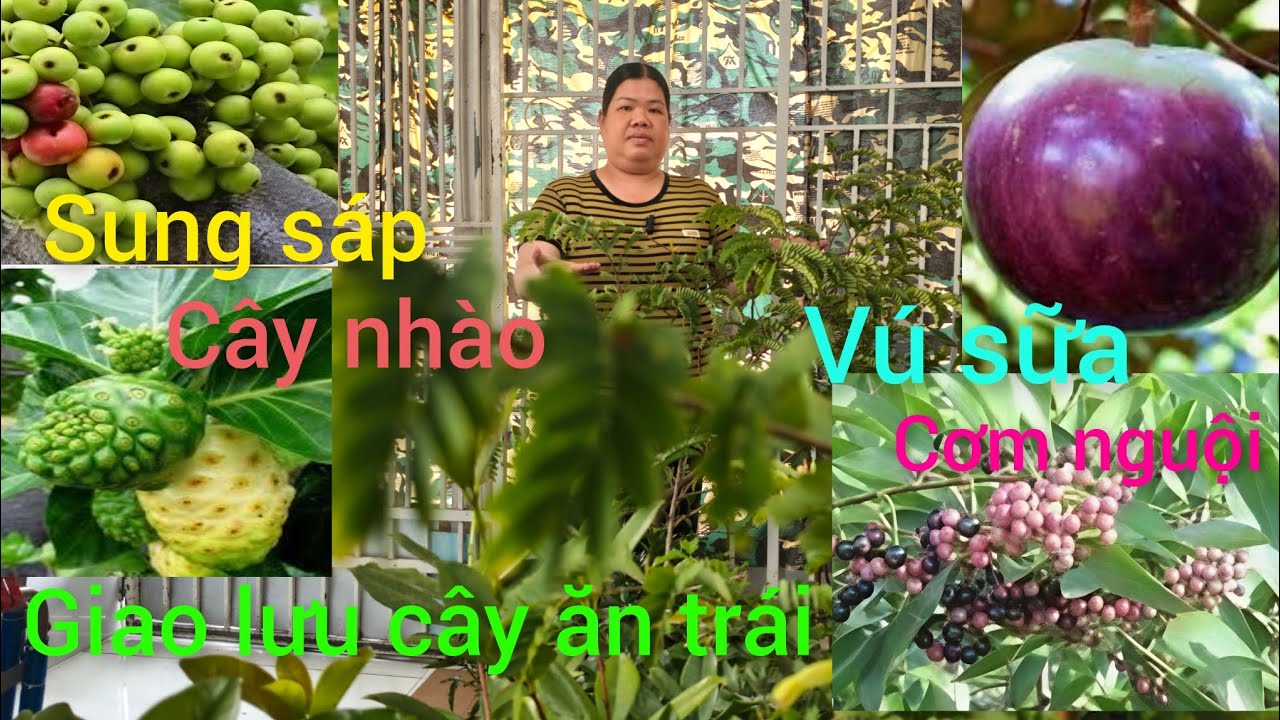 Hồng cây giống giá rẻ miền Tây giao lưu cây ăn trái vú sữa, lòng mứt mexico, mận 