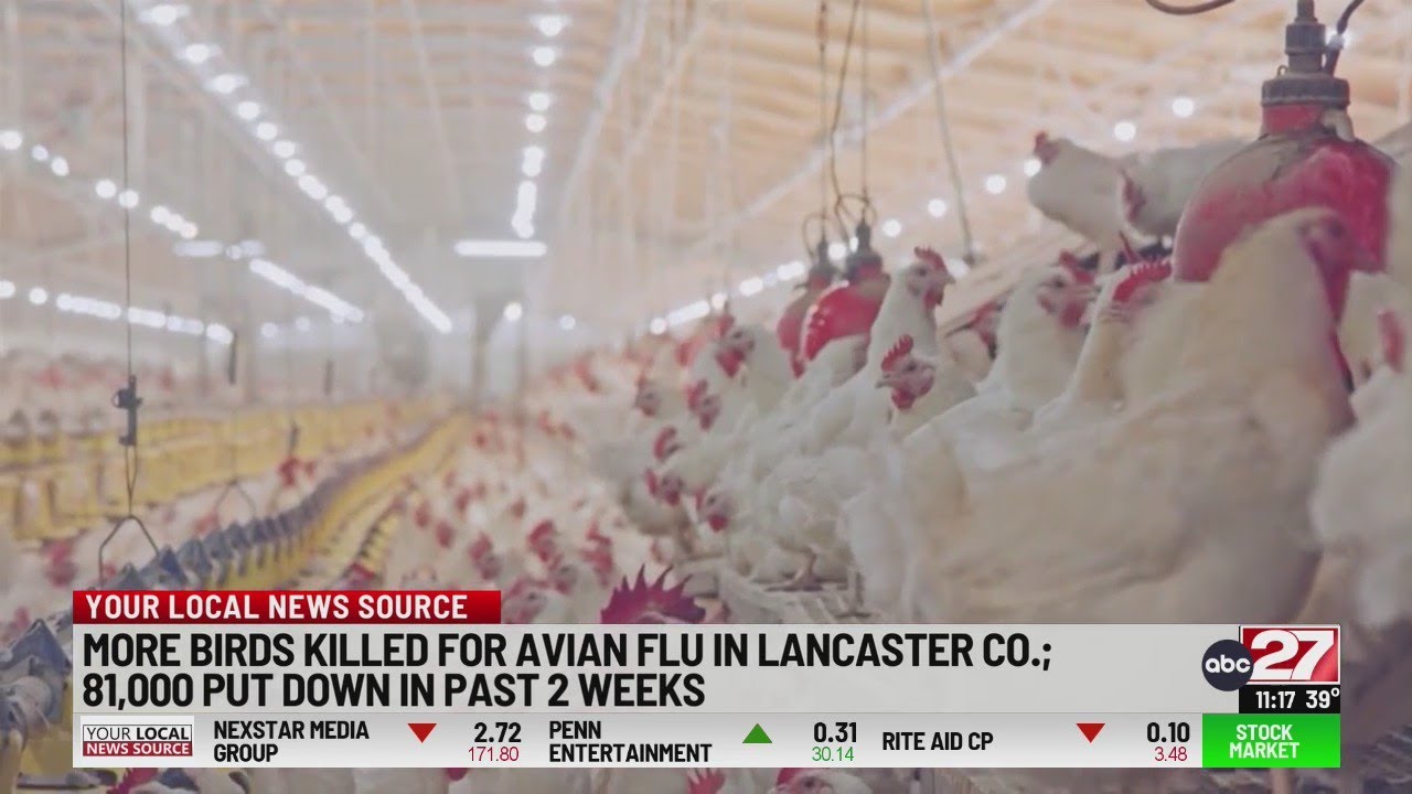 Avian flu continues to spread in Lancaster County - YouTube