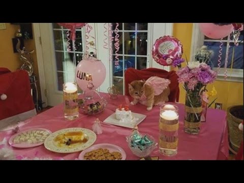 Cat's Family Throws Quinceanera Party for Feline's 15th Birthday