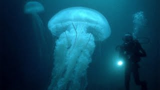 Creepy Shocking Photos Of The Deep Ocean