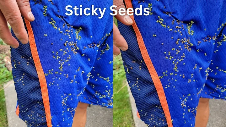Effektive Methoden zum Entfernen von klebrigen Samen von Kleidung
