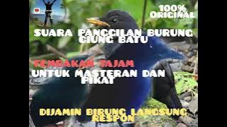 SUARA PANGGILAN BURUNG CIUNG BATU