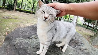 石のソファーでくつろぐサバトラ猫、尻尾の付け根をモフられたい
