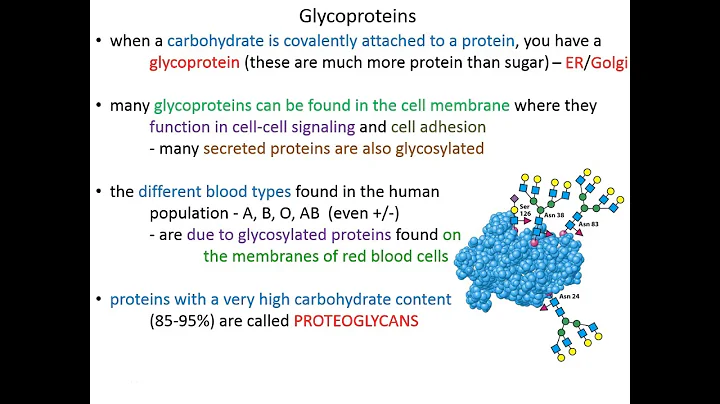 Lecture 10C - Glycoproteins and Lectins