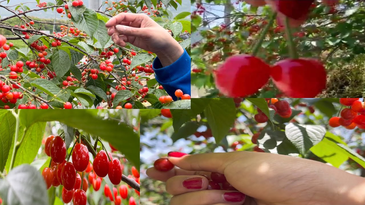 Cherryharvest time YouTube