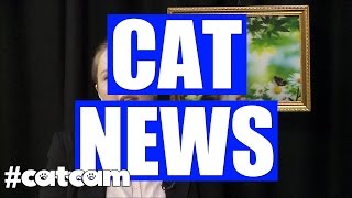 Cat News Catcam Episode Two