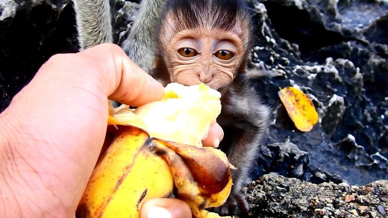 foundry Heidi Lovely Baby Come On! Sweet Heart Heidi Happy Come To Have Breakfast