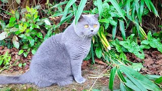 Coconut Blue British Shorthair and his Hooman Sister