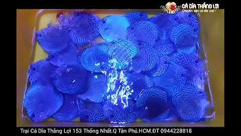 Cá Dĩa ( Cá Đĩa ) Bông Xanh Mới Về