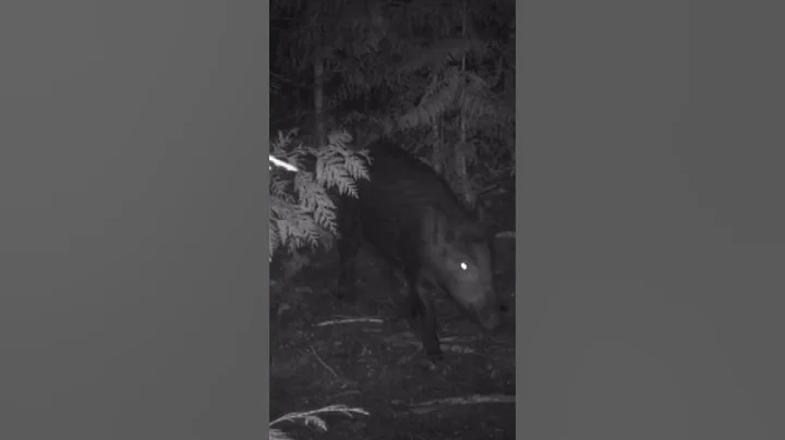 two wild boars in the night forest