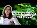 Plantas medicinales para el estmago