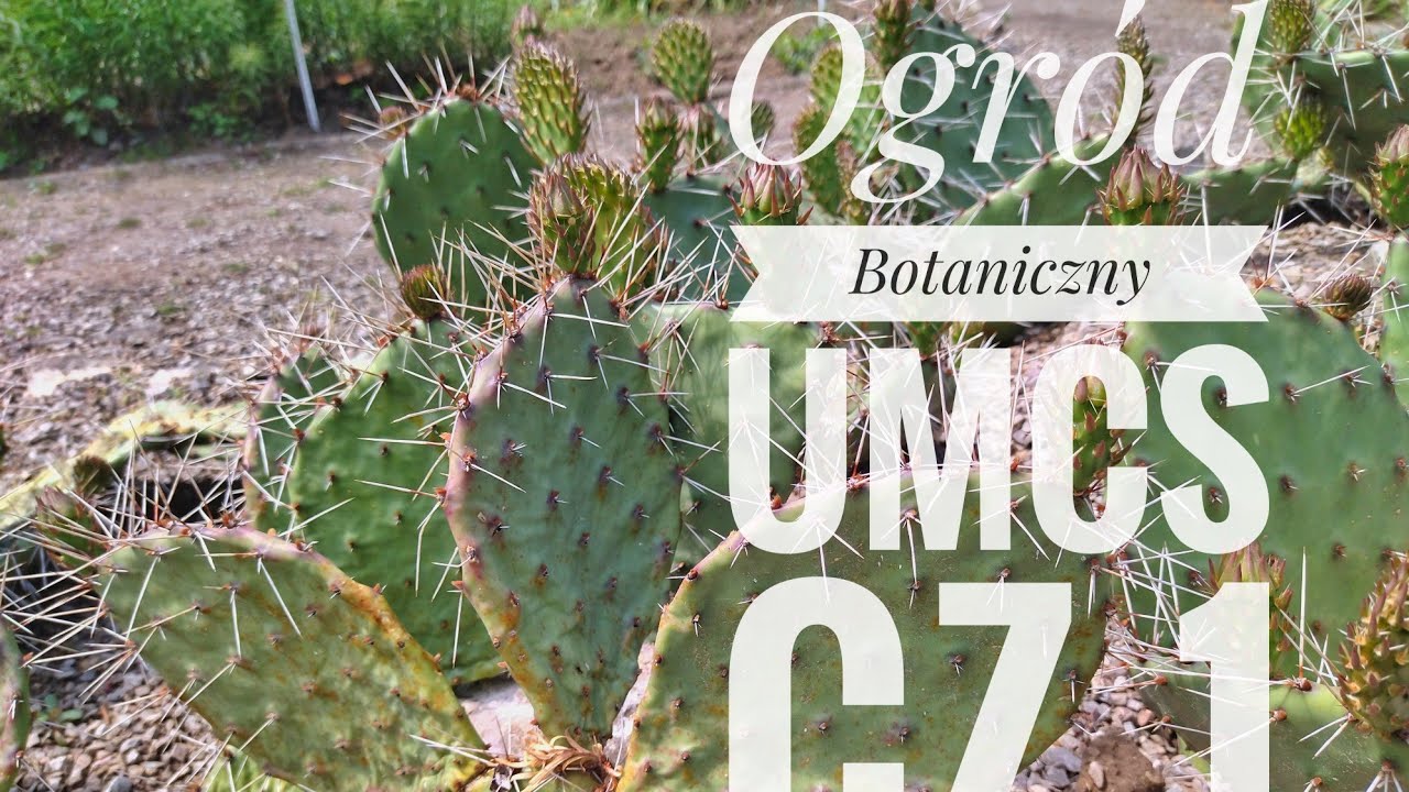 Ogród Botaniczny UMCS w Lublinie cz.1 // 2 czerwca 2022 szklarnie egzotyki i kaktusiaki ;)