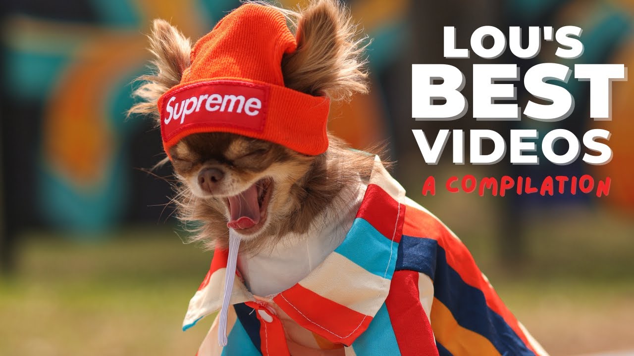 Chihuahua Puppy Compilation