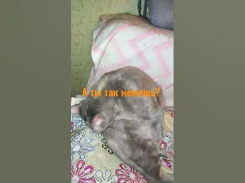 кошка-гимнастка - YouTube