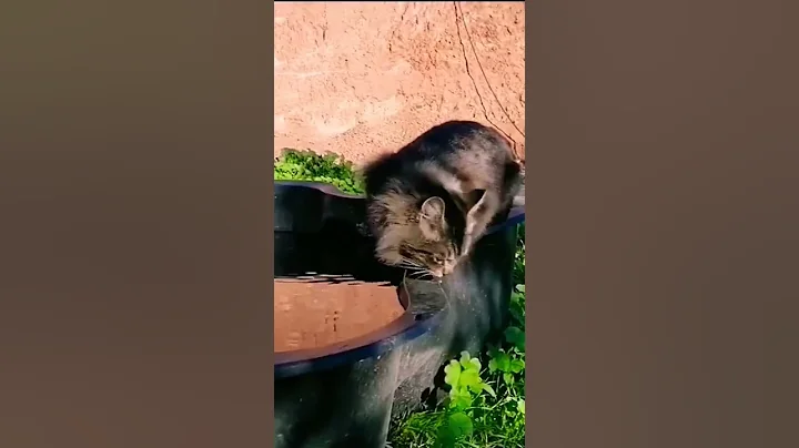 Video 11412721: gato maine coon