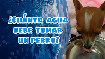 ¿Cuánta agua debe beber un perro diabético?