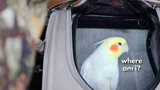 What to Do When You Bring a New Bird Home!