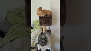 Cats watching a spider or not #cat #spider #fyp