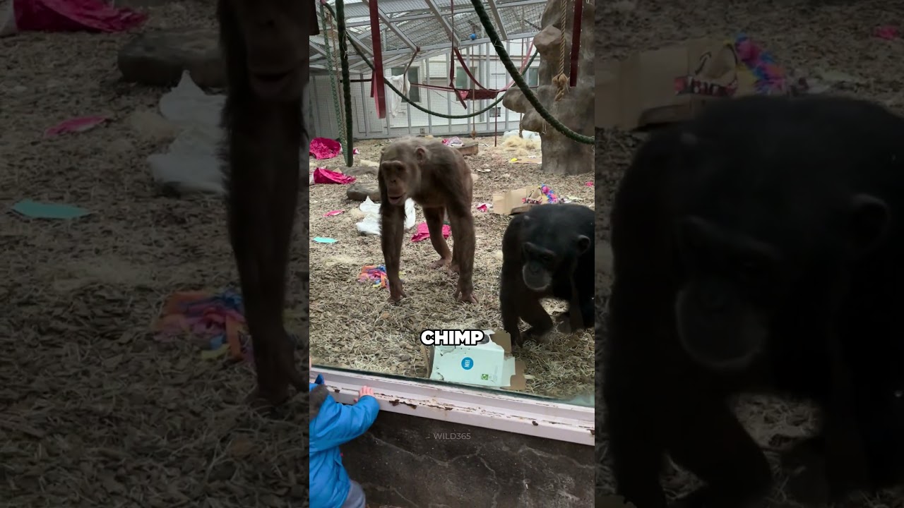 Chimp Goes Crazy Over Man’s Prosthetic Leg! 😲