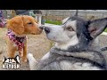 Huge Husky Meets A Tiny PUPPY And TALKS To Her!