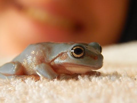 how to care for your whites tree frog ( Litoria caerulea )