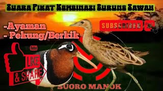 suara Pikat Kombinasi Burung Pekung/Berkik dan Ayaman #pikat #pikatjitu #jaringmalam #burungsawah