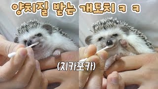 고슴도치 양치질 하는 방법!! 미친 귀여움ㅋㅋ : 고슴도치 키우기(Hedgehog)