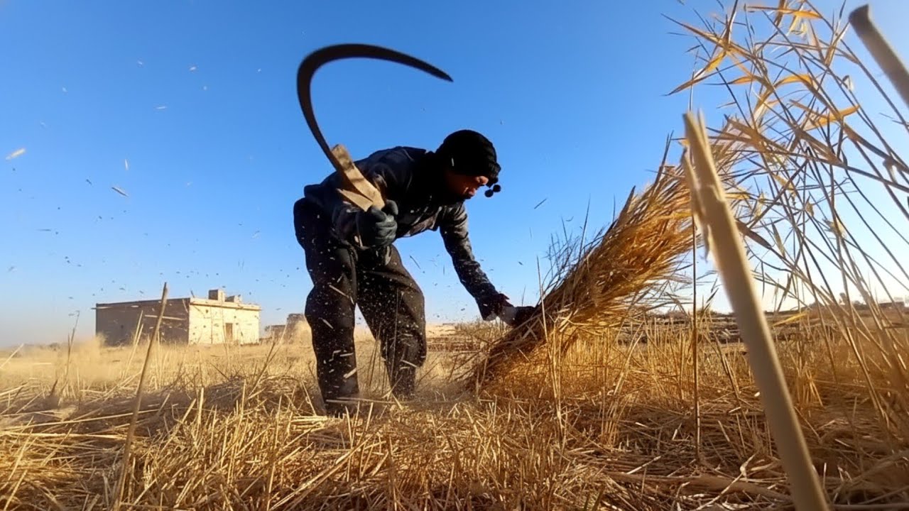 Cut Reeds Cutting Reeds from a Low Ground View | Calm Nature - YouTube