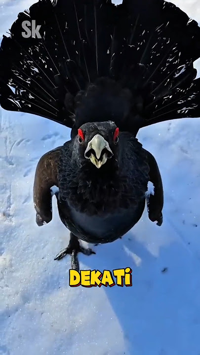 This Bird is So Fierce It Can Chase Humans! 😱🔥#uniquefacts #youtubeshorts #wildlife