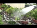 It rained, but why Bonsai Master water Bonsai ? How to water on Bonsai