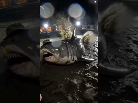Great white shark landed on local canal! 🦈🎣 thumbnail