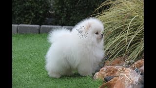 Pomeranian dwarf Spitz baby WHITE Evolution