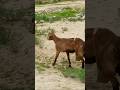 this is my new goat Chak