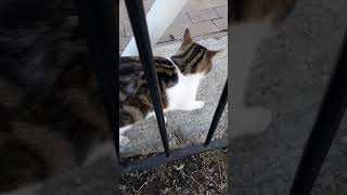 Feisty cat encountered while filming in Bucharest #cats  #animals #catlover #kitty