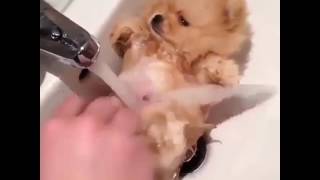 Cute Puppy Enjoys A Warm Bath