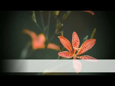 Video Mưa Hoàng Tước - Chương 49 - youtube