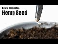 How to germinate a hemp seed