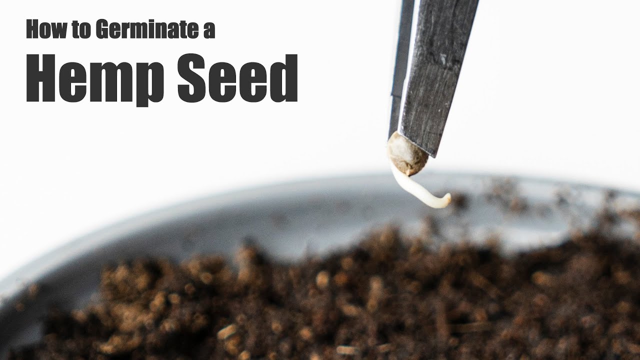 How to Germinate a Hemp Seed YouTube